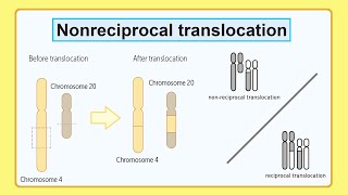 nonreciprocal translocation [upl. by Chon]