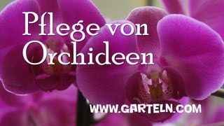 Pflege von Orchideen [upl. by Eindys]