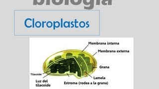 Cloroplastos [upl. by Bean]