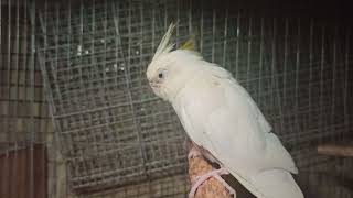 Cockatiel Lovers 🦜  Albino White Cockatiel Grey amp Pearl Pied Cockatiel Calopsitasmansa [upl. by Sirtaeb]