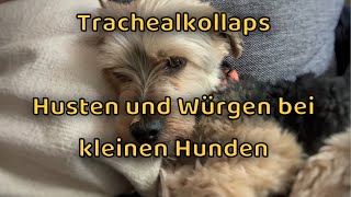 Trachealkollaps beim Hund  Husten und Würgen  Yorkshire Terrier amp kleine Hunde [upl. by Yelsel]