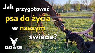 Przygotowanie psa do życia  socjalizacja [upl. by Ecirtahs967]