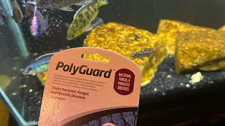 USING SEACHEM POLYGUARD TO TREAT AFRICAN CICHLIDS  50 GALLON UPDATE [upl. by Euqilegna275]