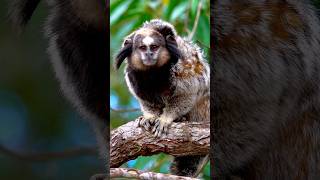 A strangely shaped quothumanfaced beastquotBlacktufted marmoset Callithrix penicillatamarmoset [upl. by Lose]