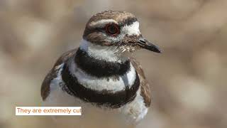 Amazewing Facts About The Killdeer For Kids [upl. by Ivette]