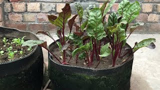 Growing Beetroot in small raised bed Rooftopandterracekitchengardenterracegarden beetroot [upl. by Colligan]