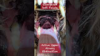 Cavapoo amp Brachycephalic Obstructive Airway Syndrome [upl. by Ahsile]