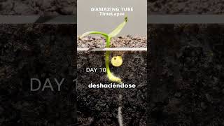 Así CRECEN las PLANTAS Cred amazingtubetimelapse [upl. by Zilber204]