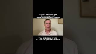 Safra de Café do Vietnã vai derrubar os preços Como estão os cafezais brasileiros [upl. by Ayian916]