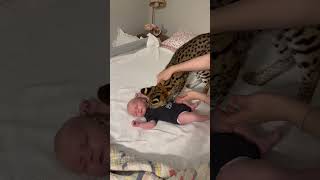 Serval Wild Cat smells a baby serval cat kitten shorts [upl. by Akirderf293]