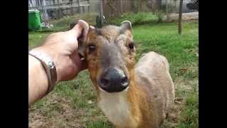 Our Amazing New Baby Muntjac Deer [upl. by Okimat551]