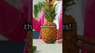 Freak Bobs Epic Rant Pineapples as Pet [upl. by Estren790]