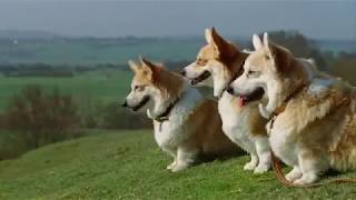 Freeview HD Corgi  TV Commercial [upl. by Brest375]