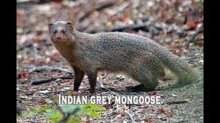 Indian Gray Mongoose [upl. by Ivel]