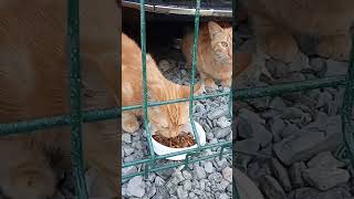 Garfield quots catsvideo istanbulcats cat catsofistanbul kitten kediyavrusu sokakkedileri cut [upl. by Hiasi]