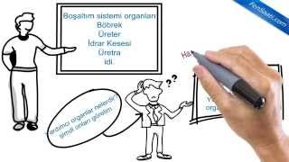 Boşaltıma Yardımcı Organlar Nelerdir [upl. by Armmat]