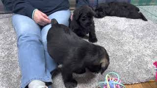 Standard Schnauzer puppies 8 weeks old  December 8 2022 [upl. by Eisteb]