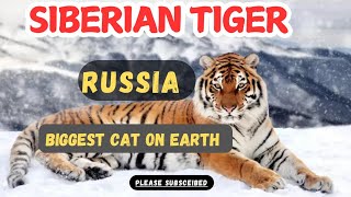 Siberian Tiger Of RussiaWildlife In RussiaBiggest Cat On The Worldsiberiantiger bigcat foryou [upl. by Hemphill]