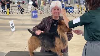 AKC Dog show Davenport Iowa 12 May 2024 Aussie on walk Temora Australian Terrier [upl. by Nnaesor]