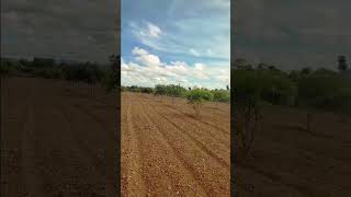 Mango trees  My own voice  svsonlineservices  viralshorts trending famousshorts telugu [upl. by Alidus]