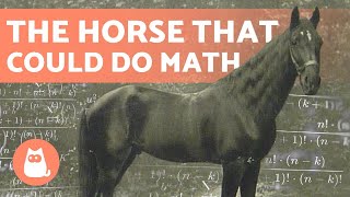 CLEVER HANS 🐴➕ The HORSE That Learned MATHEMATICS [upl. by Deina469]