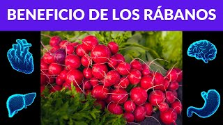 RÁBANO pequeño pero Poderoso Vegetal para una SALUD INTEGRAL [upl. by Cato]