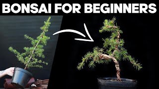 How to Make Bonsai for Beginners 🌲EASY [upl. by Nnek804]