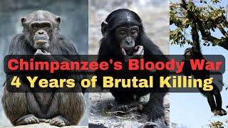 A Brutal Battlefield 4 Years of Intense Chimpanzee Warfare chimpanzee [upl. by Ahsenwahs]