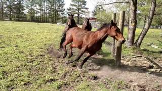 Horses running in pasture 4 15 17 [upl. by Occir]