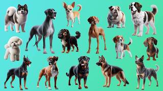 Top 20 Most Loyal Dog Breeds [upl. by Aicinod]