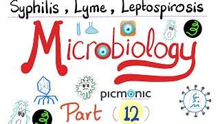 Microbiology  Spirochetes Syphilis TORCH Leptospira Borrelia Lyme disease  Picmonic  Part 12 [upl. by Gensler198]