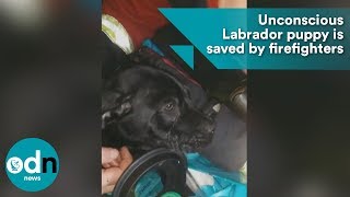 Unconscious Labrador puppy is saved by firefighters [upl. by Ute521]