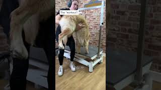 Dog grooming is a workout in itself 😮‍💨😮‍💨 doggrooming trend trending trendingsound [upl. by Fuchs]