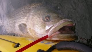 Big Striped Bass Fishing  33pound Kayak Bass on Tube and Gulp Worm [upl. by Lonna]