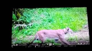 Mountain Lion by my Place in Bodega Bay California May of 2023 [upl. by Sugden350]