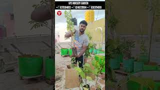 Live plants online shopping unboxing review  Kps nursery exotic fruit plants at cheapest price [upl. by Nikolia]