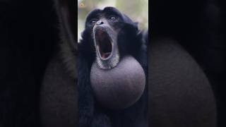 Siamang Gibbons Sounds Screaming Gibbons [upl. by Jarlathus]