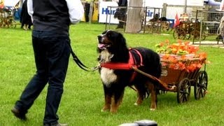 Bernese mountain dogs pulling carts at the Royal county of Berkshire Show 2013 [upl. by Eyk]