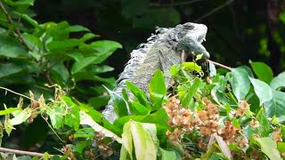 green iguana  part 1  big boy [upl. by Avon]