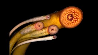 चूसने वाली डायनासोर से भी पुरानी मछली Lamprey [upl. by Hillman]