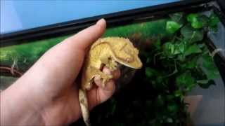 How To Deep Clean A Crested Gecko Tank [upl. by Melena496]