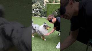 RICONOSCO i miei CANI da BENDATO🙈 guarda il video intero❤️😂 [upl. by Sivla]