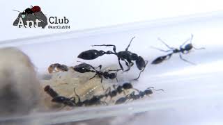 Tetraponera Sp มดตะนอยดำต่อยเจ็บ  Ant Club [upl. by Ode]