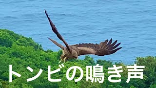 トンビの鳴き声ピーヒョロロ2020518 [upl. by Yelik]