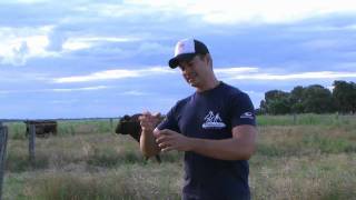 Cattle Breeds in Outback Qld  Farmer Dave [upl. by Lightfoot577]