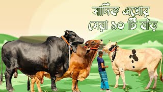 Ten Biggest Bulls of Eid Ul Adha 2024  Sadeeq Agro  Biggest Bull 2024 [upl. by Ardelle]