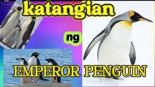 the emperor penguin [upl. by Agueda]