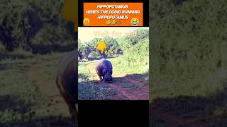 hippopotamus animals hippopotamus shorts animals funnyanimalswildlife [upl. by Sigismundo]