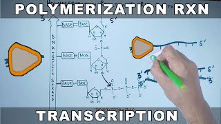 Polymerization Reaction in Transcription  RNA Synthesis [upl. by Nadaha]