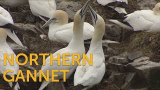 Northern Gannet [upl. by Zohara]